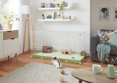 4x2 RABBIT GREEN 1024 2023 03 03 152025 eits