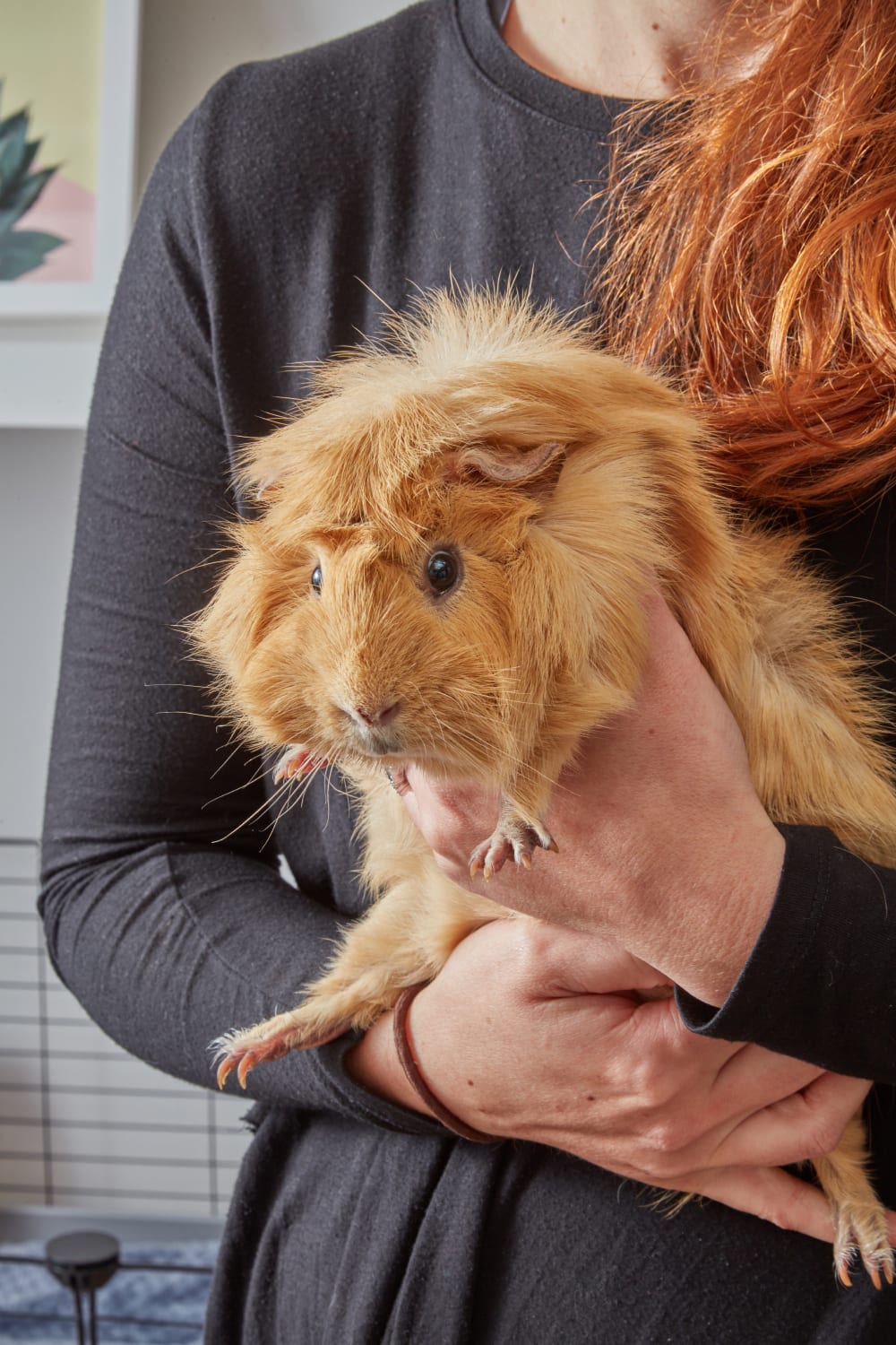 ANIMALS 5